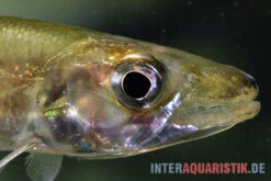 Zwerg-Barracuda-Salmler, Acestrorhynchus Cf. Minimus -AQUATLATI Geschaft Zwerg Barracuda Salmler Acestrorhynchus cf minimus 3