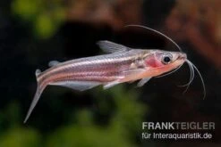 Zwerg-Haiwels, Pseudeutropius Moolenburghae -AQUATLATI Geschaft Zwerg Haiwels Pseudeutropius moolenburghae