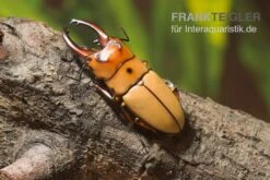 Zwerghirschkäfer, Prosopocoilus Occipitalis