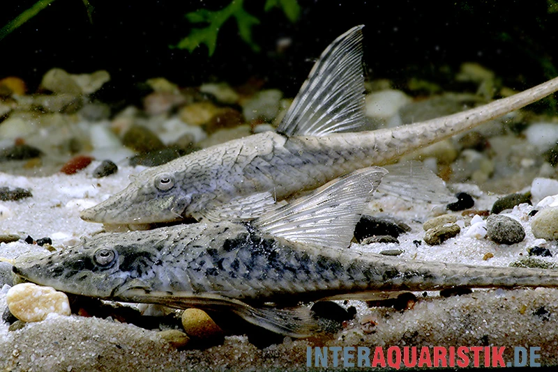 Zwergstörwels, Sturisomatichthys Leightoni 3 Zwergstörwels, Sturisomatichthys Leightoni