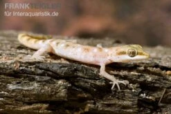 Zwergwüstengecko, Tropiocolotes Steudneri -AQUATLATI Geschaft Zwergwuestengecko Tropiocolotes steudneri 3