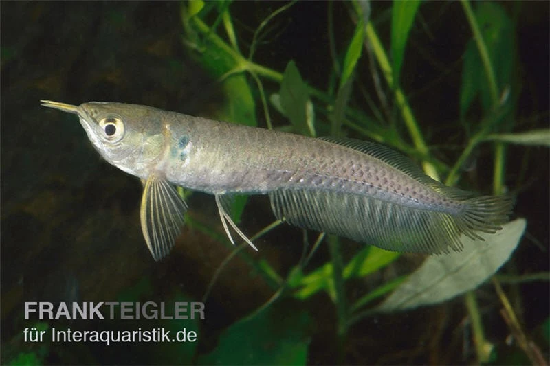 Arowana, Osteoglossum Bicirrhosum 3 Arowana, Osteoglossum Bicirrhosum
