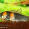 Dreieckspanzerwels, Corydoras Eques Tefe 2 Dreieckspanzerwels, Corydoras Eques Tefe -AQUATLATI Geschaft corydoras eques tefe
