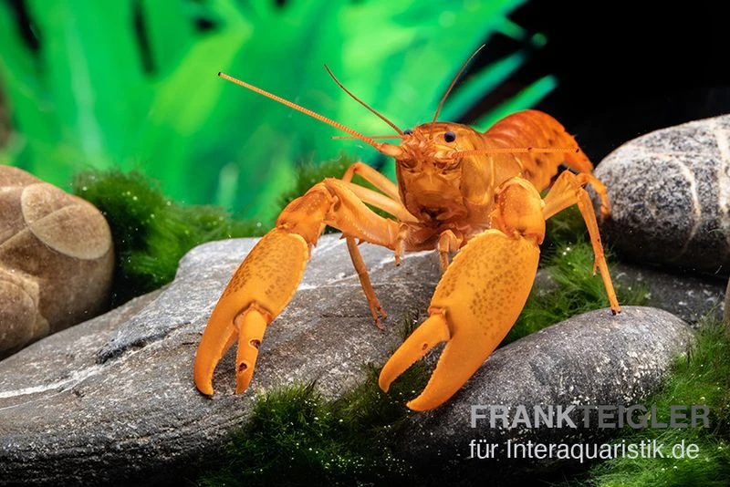 Goldener Cherax, Cherax Cf. Snowden 5 Goldener Cherax, Cherax Cf. Snowden - Image 3