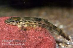 Tweedies Prachtflossensauger, Homaloptera Tweedei