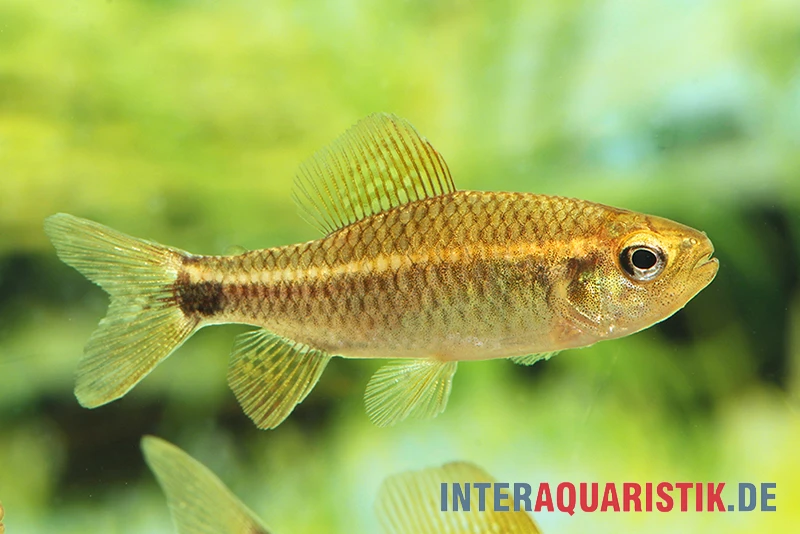 Fleckenschwanzsalmler, Crenuchus Spilurus 5 Fleckenschwanzsalmler, Crenuchus Spilurus - Image 3