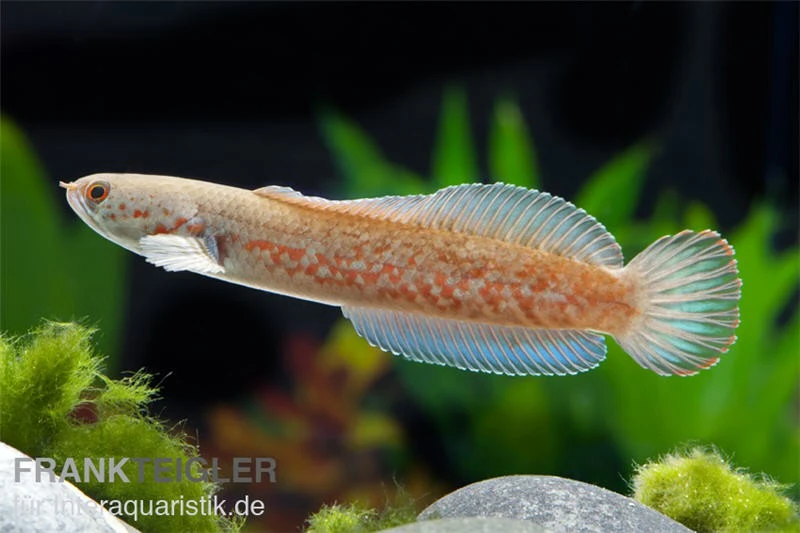 Neonblauer Zwergschlangenkopf, Channa Andrao 3 Neonblauer Zwergschlangenkopf, Channa Andrao