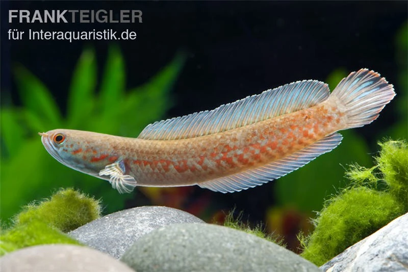 Neonblauer Zwergschlangenkopf, Channa Andrao 4 Neonblauer Zwergschlangenkopf, Channa Andrao - Image 2