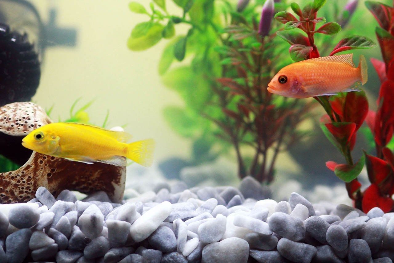 AQUATLATI Geschaft 2 AQUATLATI Geschaft -AQUATLATI Geschaft Fische 961953 1920